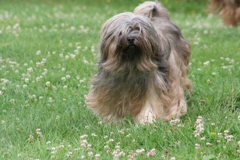 Auch mit 10 Jahren ist Yusha unsere immer lustige Tibet Terrier Hündin