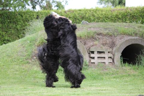 Tibet Terrier Geschwister "Jampa" und "Sara" beim Dogdance!