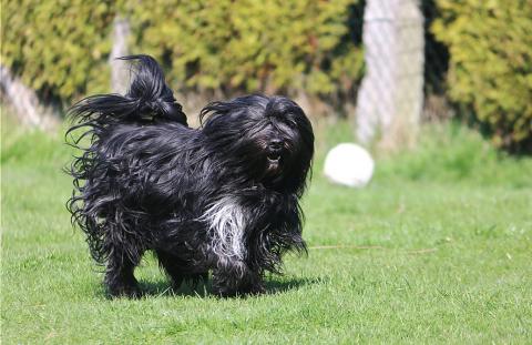 Tibet Terrier Rüde "Jampa" tobt auch gerne mit 5 Jahren