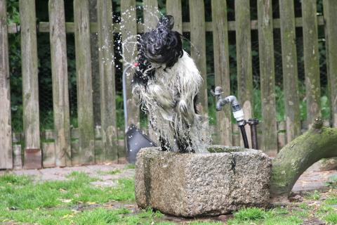 Nur wenige Tibet Terrier sind so verrückt nach Wasser