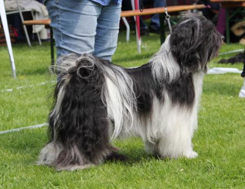 Tibet Terrier Rüde "Ni-co" ordentlich auf der Ausstellung