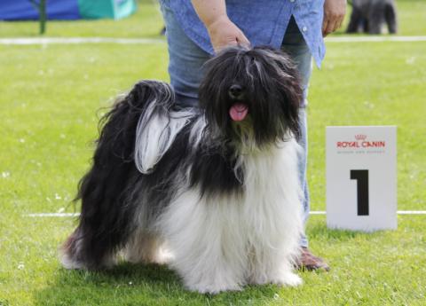 Tibet Terrier Rüde "Ni-co"  auf der Ausstellung