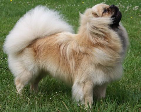 Tibet Spaniel Ches-ter in jugendlichem Haarkleid übt das Posieren.