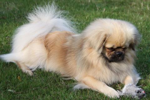 Tibet Spaniel Ches-ter spielt gern mit der Quitsche-Maus.