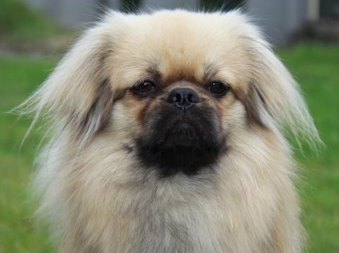 Tibet Spaniel Ches-ter im Portrait.