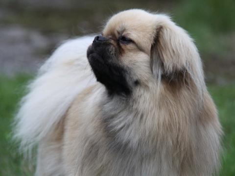 Tibet Spaniel Ches-ter in vornehmer Pose.