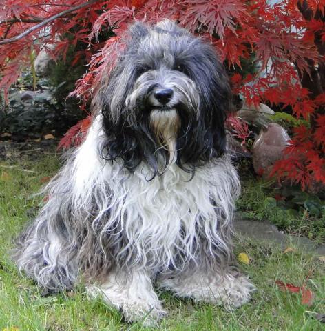 Tibet Terrier Inusha von Cin-ta-la im Herbst