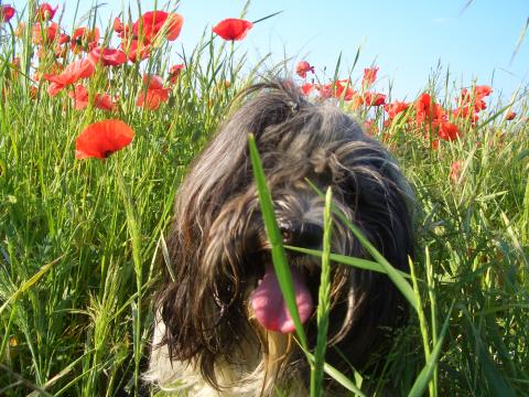 Tibet Terrier Inusha von Cin-ta-la im Mohnfeld