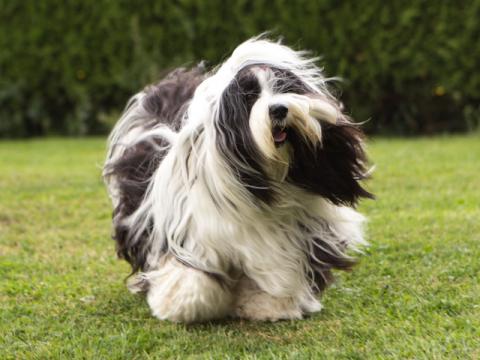 Tibet Terrier Hündin Im-chi