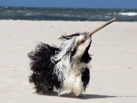 Im-chi hat Spaß am Strand von Sylt