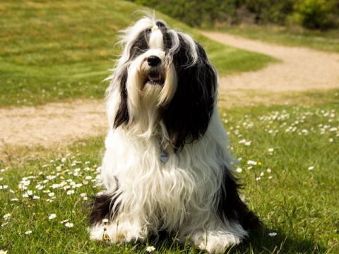 Tibet Terrier Hündin Im-chi