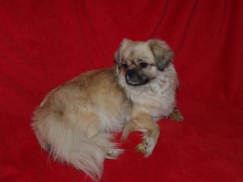 Tibetspaniel Hündin Daisy