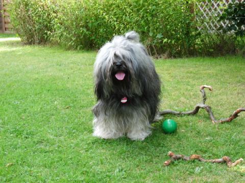 Tibet Terrier Elf Cup vom Skelland Clan 1