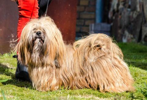 Wangden mit 4 Jahren im Naturlook