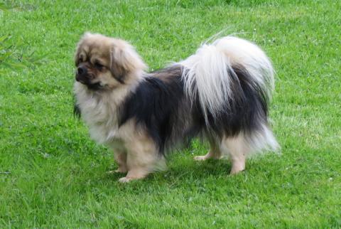 Tibet Spaniel Deckrüde in Bayern vom Tibetdrachen