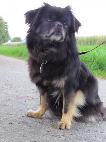 Tibet Spaniel Qai-Ra von der Sonnenläng 2014