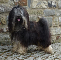 Tibet Terrier Barney am Tag der Körung vor einer Steinmauer