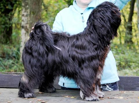 Tibet-Terrier Rüde Yeshi im Alter von 12 Monaten