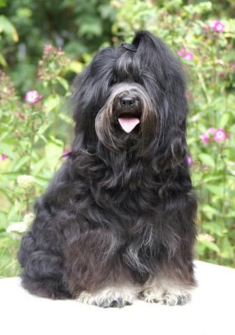 Tibet-Terrier Rüde Yeshi im August 2016