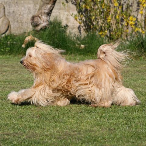 Tibet Terrier Om Mani Tara von Nama-schu