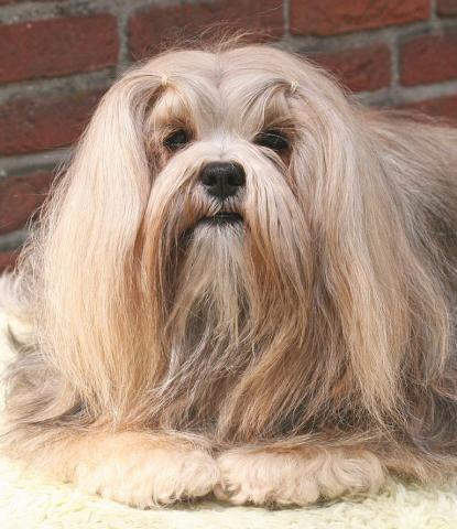 Lhasa Apso Hündin Naya