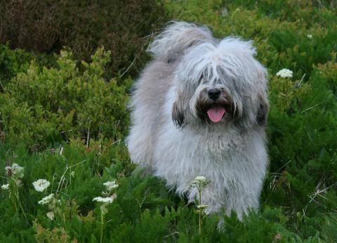 Tibet Terrier Hündin Chihosang Anjuli