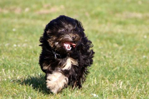 Shen-Mani E-pa Ma-la (Tibet Terrier mit 1 Jahr)