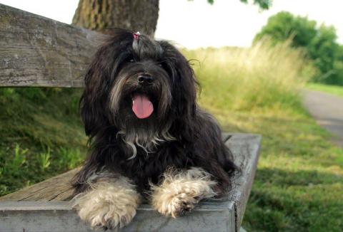 Shen-Mani E-pa Ma-la Tibet Terrier