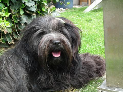 Tibet Terrier Hündin Jamuna genießt das schöne Wetter