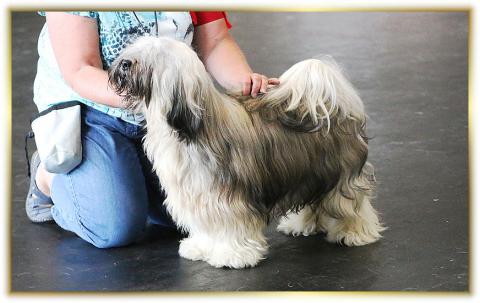 Tibetterrier Rüde Kha-nim Standbild