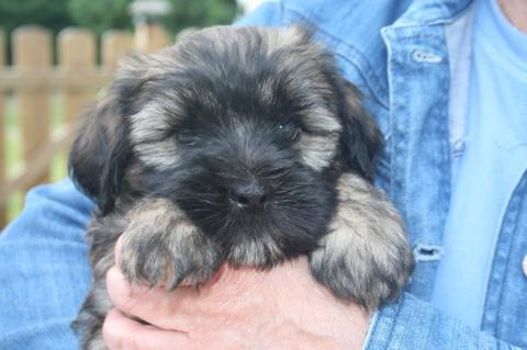 Tibetterrier-Rüde Kha-nim mit 6 Wochen