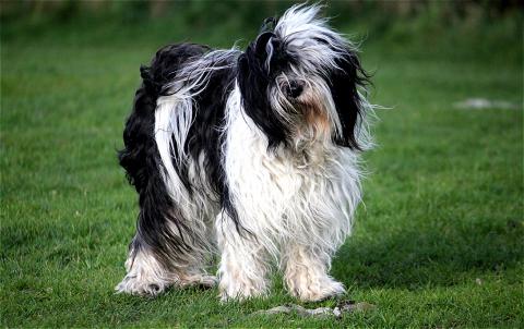 Tibet Terrier Hündin Anchi vom Winde verweht