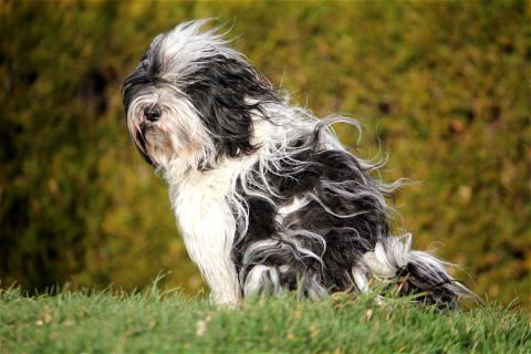 Tibet Terrier Hündin Anchi vom Winde verweht