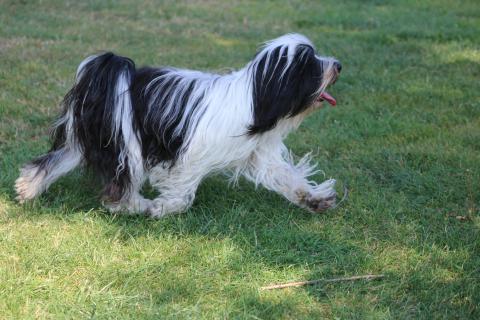 Tibet Terrier Hündin Anchi 