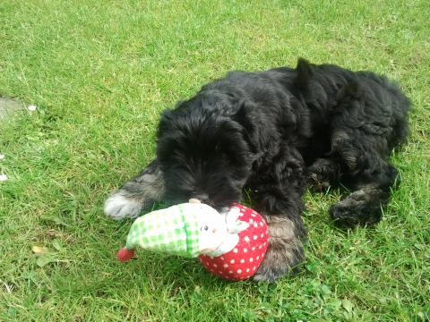 Tibet Terrier Welpe Marley. Spielend kurz nach der Ankunft im neuen Zuhause