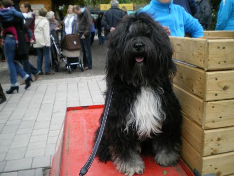 Tibet Terrier Marley erkundet die eigene Ortschaft .Hier am Tag der Region.Tibis sind doch neugierig