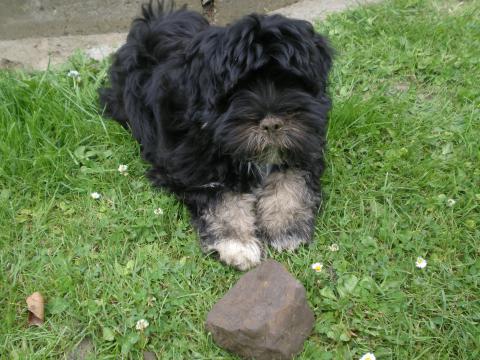 Tibet Terrier Marley als Gartenhelfer