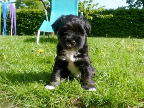 Tibet Terrier Welpe Marley in voller Erwartung auf neue Abenteur