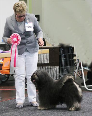 Tibet Terrier Rüde Marley Sangpo von Shan Changbai Internationale Ausstellung Bremen 2017