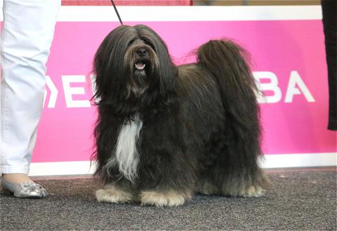 Tibet Terrier Rüde Marley Sangpo von Shan Changbai Internationale Ausstellung Bremen 2017