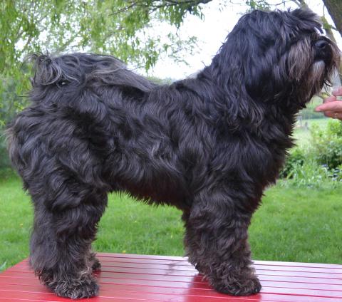 Nom-pa, unser Tibet Terrier in unserem Garten