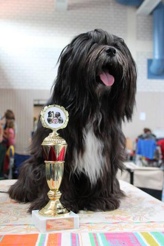 Mo Shu Oni Tibet Terrier (Bester tibetischer Junghund on Show Sommer 2014)