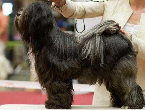 Mo Shu Oni Tibet Terrier (Herbstjugendsieger Dortmund 2014)