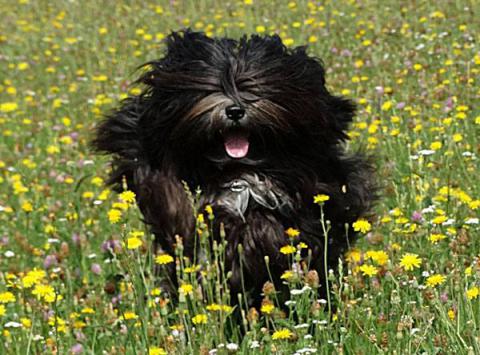 Mo Shu Oni Tibet Terrier (Fun auf der Wiese)