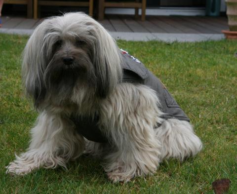 Tibet Terrier Hündin Shantirak Achandra 17 Jahre