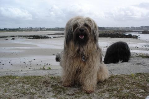 Tibet Terrier Shantirak Achandra im Urlaub