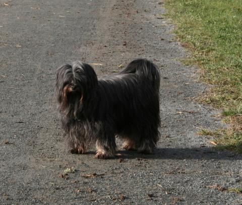 Tibet Terrier Sriyani U'Shan Hu 16 Jahre