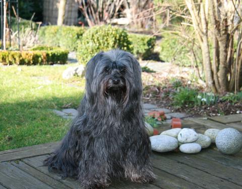 Tibet Terrier Hündin Sriyani U'Shan Hu