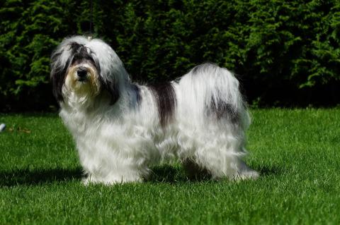 Tibet Terrier Shen-Mani Gigo-Lo mit 1,5 Jahren