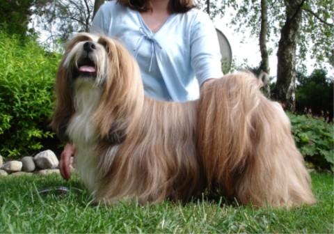 Lhasa Apso Vajrapasha